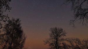 silhouette of trees under starry night