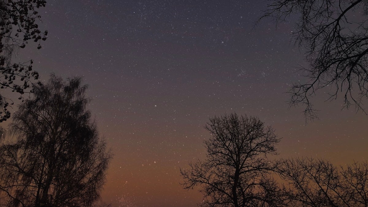 silhouette of trees under starry night